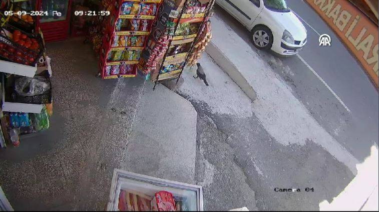 Bakkaldan cips çalan karga suçüstü yakalandı! Etrafı kolaçan etti paketi alıp kaçtı - Resim: 18